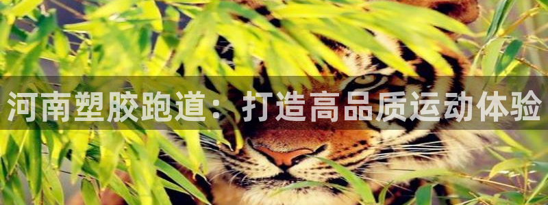55814红足1世